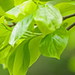 葉面散布・灌水資材